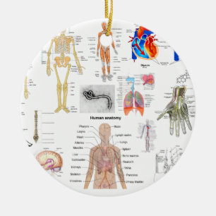 Människaanatomiläkarundersökningen Diagrams den Julgransprydnad Keramik
