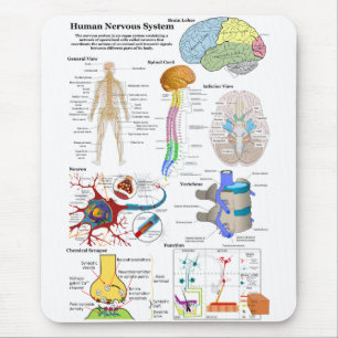 Människahjärna och centrala nervsystemetdiagram musmatta