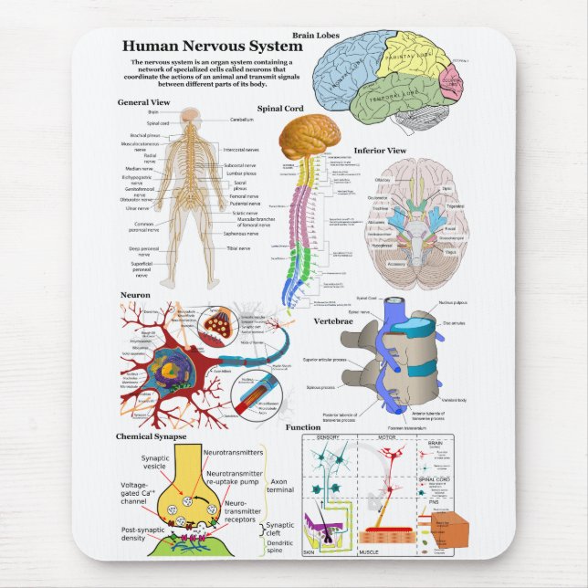 Människahjärna och centrala nervsystemetdiagram musmatta (Framsidan)