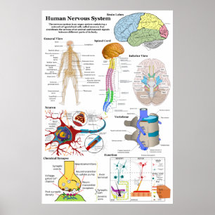 Människahjärna och centrala nervsystemetdiagram poster