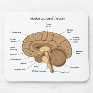 Människahjärnanatomi Mousepad Musmatta