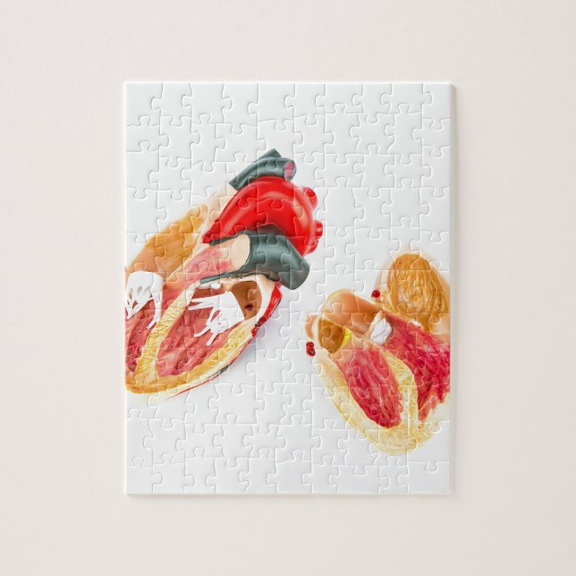 Människahjärta modellerar isolerat på vitbakgrund pussel (Vertikal)