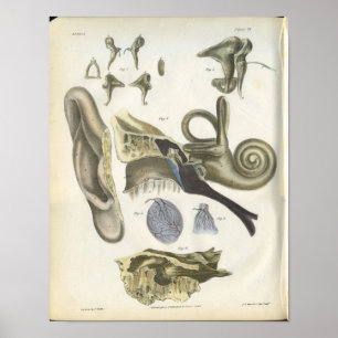 Människan gå i ax anatomitrycket poster