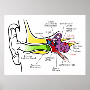 Människan gå i ax diagrammet med Cochlear Poster