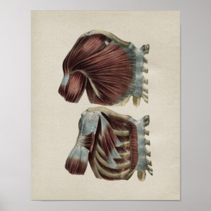 Människan knuffar anatomivintagetrycket poster