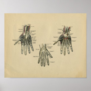 Människan räcker det anatomivintagetrycket 1902 poster