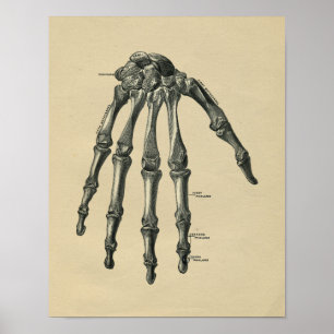 Människan räcker det anatomivintagetrycket 1902 poster