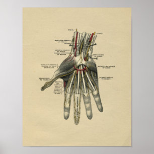 Människan räcker det anatomivintagetrycket 1902 poster