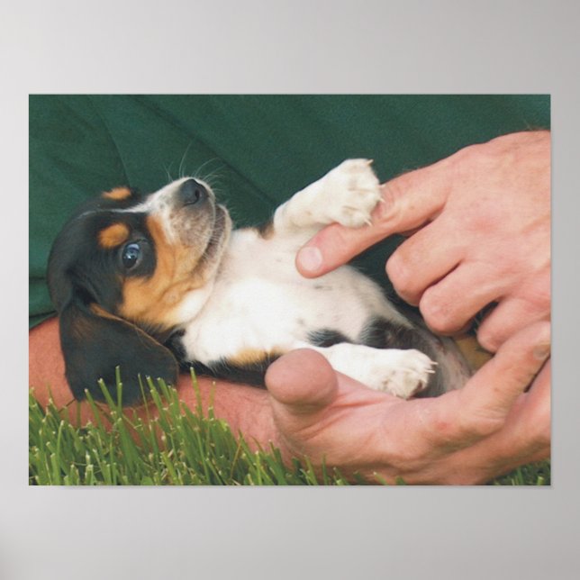 Människans bästa vän poster (Framsidan)