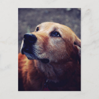 Människans bästa vän vykort