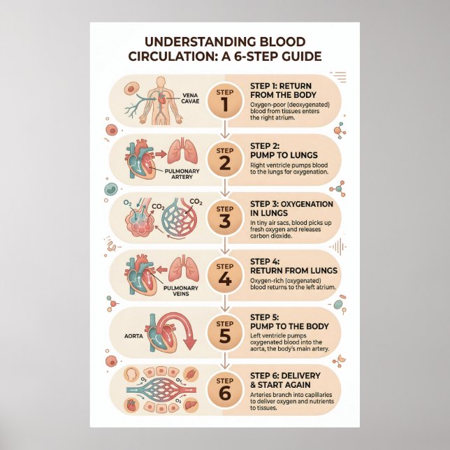Människans blodcirkulation: En 6-stegs utbildning Poster (Framsidan)