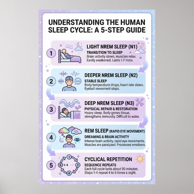 Människans sömncykel: En 5-stegs guide Infographic Poster (Framsidan)