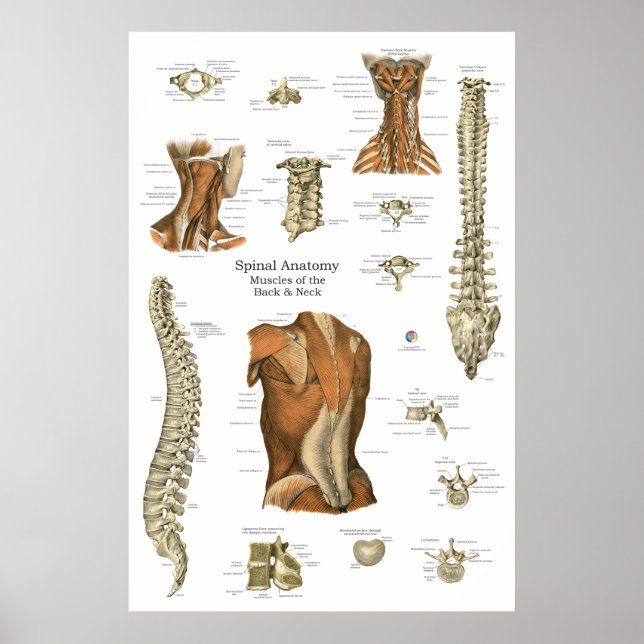 Människans Spinala Muskelanatomi Diagram Poster (Framsidan)