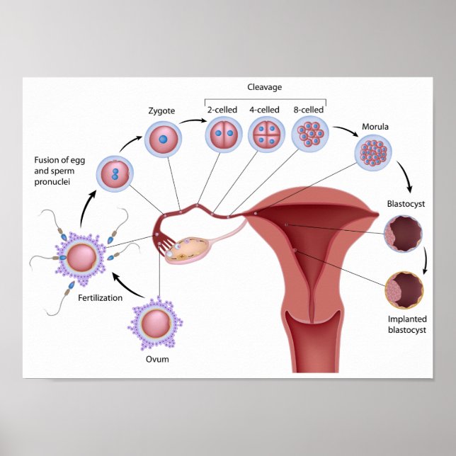 Människans utveckling i tidigt Poster (Framsidan)