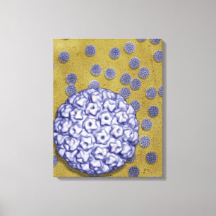 MänniskaPapillomavirus Canvastryck