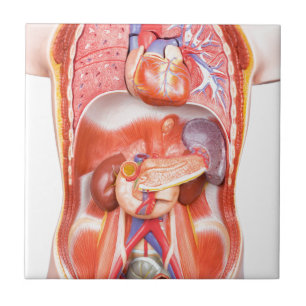 Människatorsoen förkroppsligar modellerar med kakelplatta