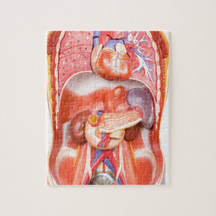 Människatorsoen förkroppsligar modellerar med pussel