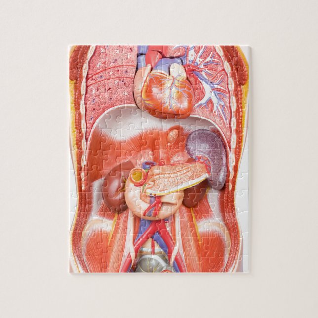 Människatorsoen förkroppsligar modellerar med pussel (Vertikal)