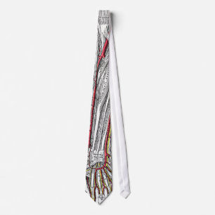 Människaunderarmen och räcker ben- och artärtie slips