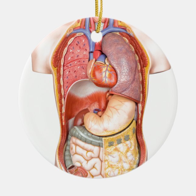 Människokroppen modellerar med organ som isoleras julgransprydnad keramik (Framsidan)