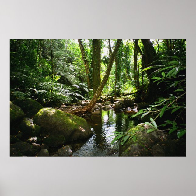 Manoa Valley Stream Poster (Framsidan)