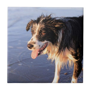 Mans best vän gräns collie hund kakelplatta