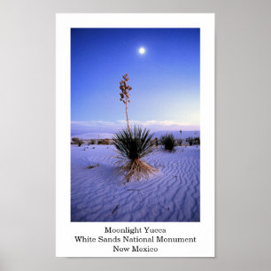 MånskenYucca Poster