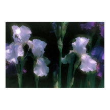 Månskin Vit Irisar I Blomning