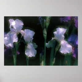 Månskin Vit Irisar I Blomning Poster