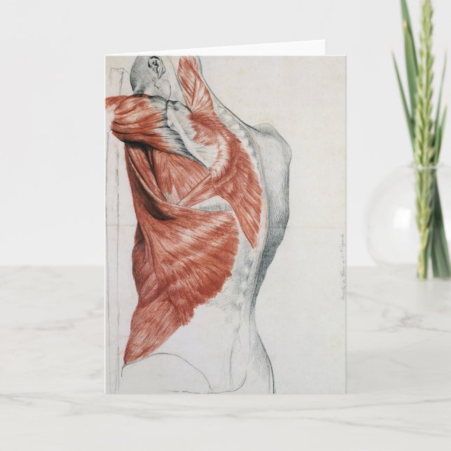 Mänsklig anatomi; muskler i bröstet och skuldern kort (Framsida)