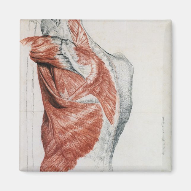 Mänsklig anatomi; muskler i bröstet och skuldern magnet (Framsidan)