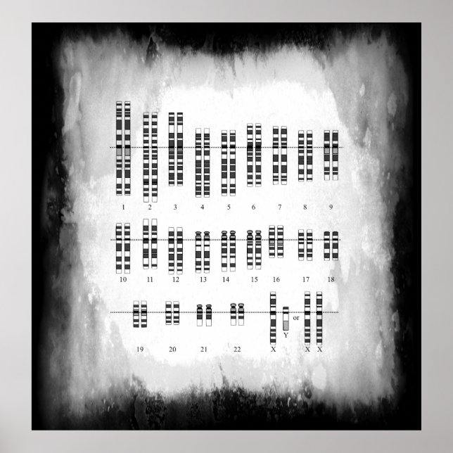 MÄNSKLIG GENETISK VARIATION - KARYOTYPE POSTER (Framsidan)