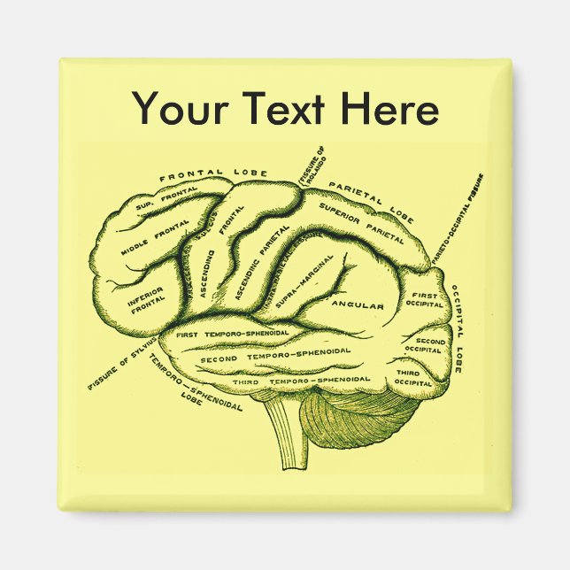 Mänsklig hjärna magnet (Framsidan)