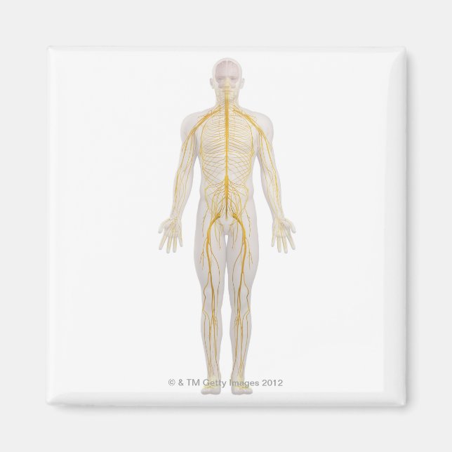 Mänskligt nervsystem 2 magnet (Framsidan)