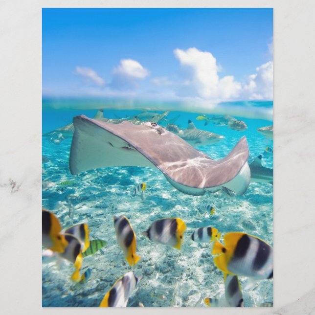 Manta Ray (Framsida)