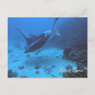 Manta Ray Encounter Diving i Bora Bora Vykort