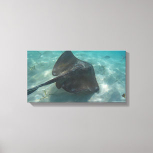 MANTA RAY ON CANVAS 20 "x 16"