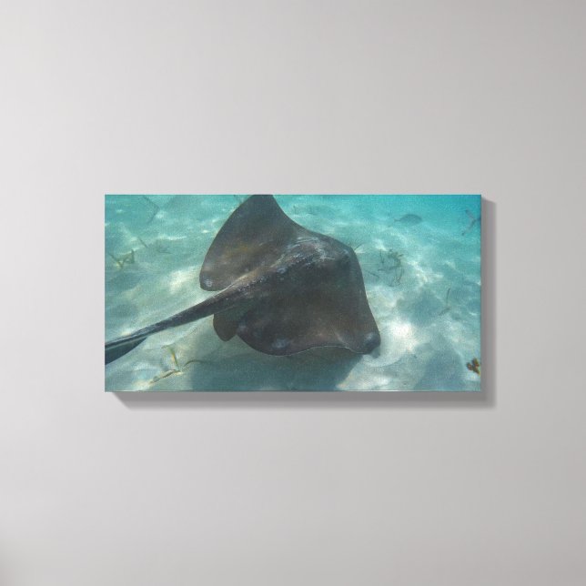 MANTA RAY ON CANVAS 20 "x 16" (Framsida)