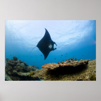 Manta Ray på Underbara Barriärrevet Poster