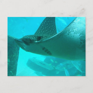 Manta Ray Postcard Vykort