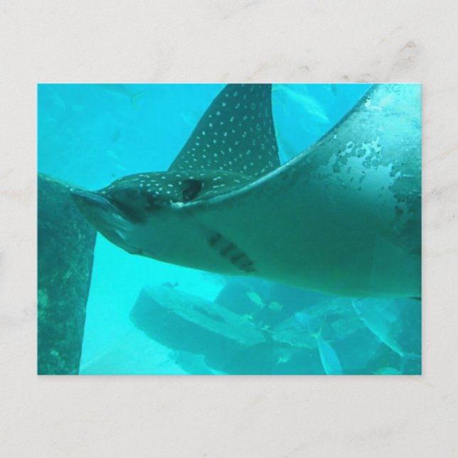 Manta Ray Postcard Vykort (Framsida)