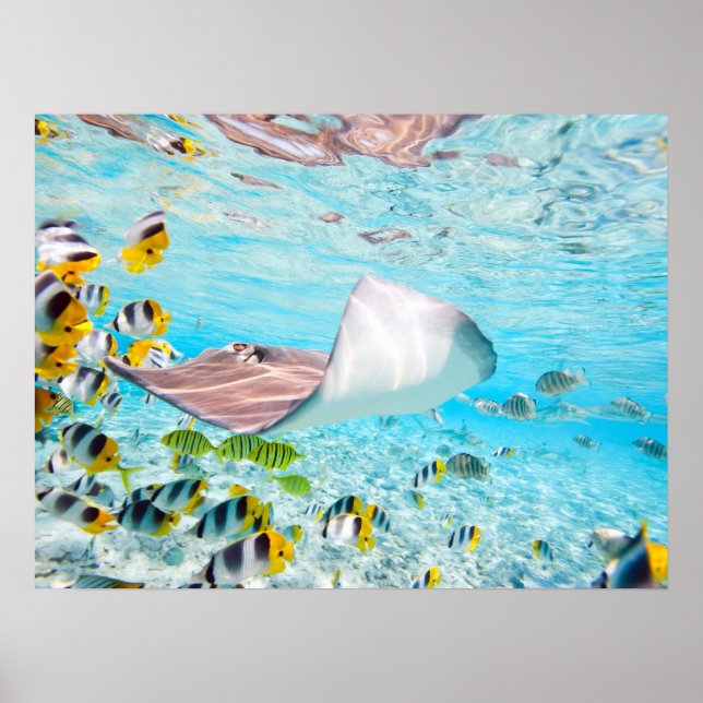 Manta Ray Poster (Framsidan)