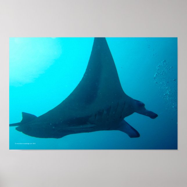 Manta Ray Poster (Framsidan)