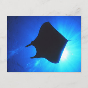 Manta Ray Silhouette Vykort