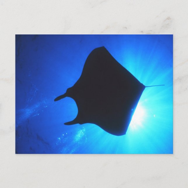 Manta Ray Silhouette Vykort (Framsida)