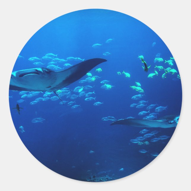 Manta Rays Runt Klistermärke (Framsida)