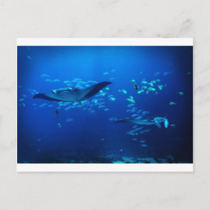 Manta Rays Vykort