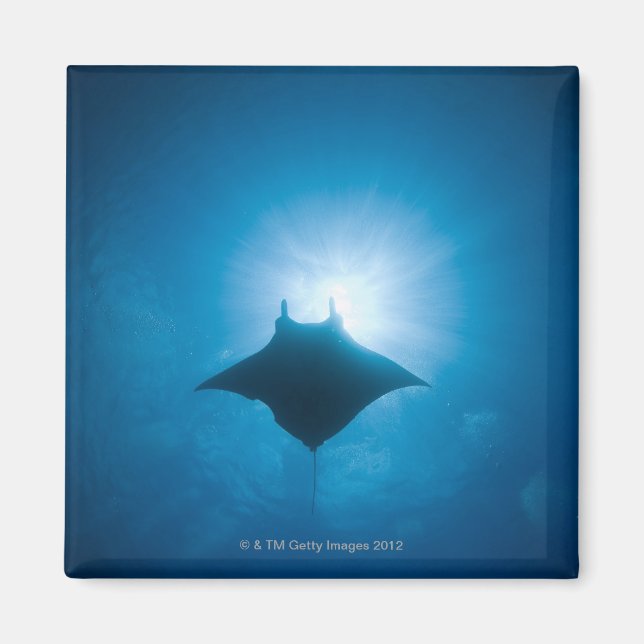 Manta simmar under vatten magnet (Framsidan)