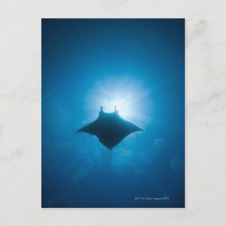 Manta simmar under vatten vykort