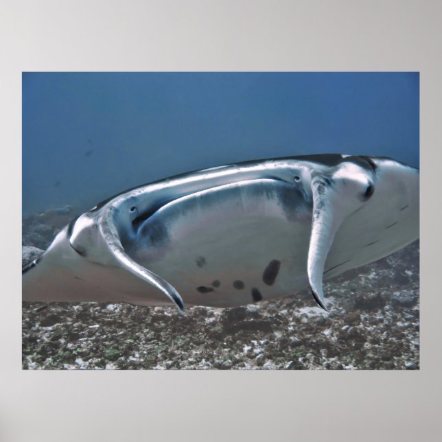 Manta Up Close Poster (Framsidan)